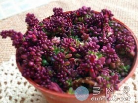 马齿苋属多肉紫米粒(又名:米粒花、 紫米饭、紫珍珠、流星)