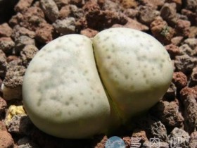 “古典玉系”生石花，一个存在传说中的品种？