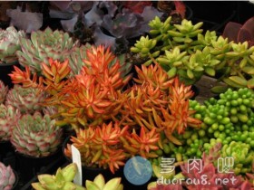 景天属多肉:红日简介