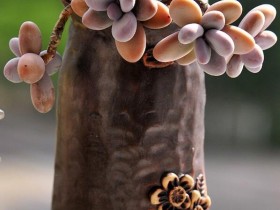 水月美人(又名:克雷吉、二代奶酪)