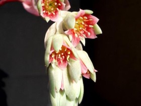 克雷吉(水月美人)、厚叶草属美人和桃之卵如何区分?