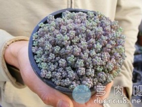 大姬星美人,姬星美人的人工栽培变种