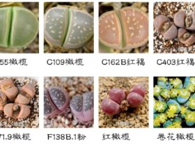 生石花品种之“橄榄玉系”,它拥有唯一一个生石花花型变异品种