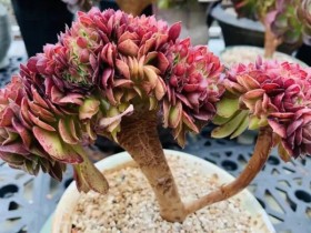 怎么养出多肉老桩?做到这五步很容易!