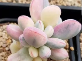 这25种美上天的多肉,可能很多人一种都没见过!