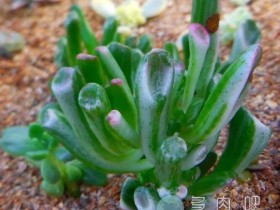 【奇闻】这个江苏小镇,卖多肉一年卖了9个亿!