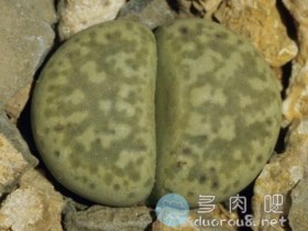 生石花品种之神秘玉系,只闻其名,罕见其形