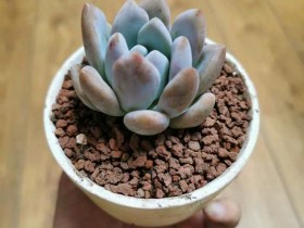 新入入坑,欢迎小白一起来交流肉肉