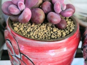 桃蛋一夏天都没褪色,一颗是不是缀化了?