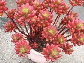 发个对比贴,昂斯诺、虹之玉、福娘等肉肉各个时季的图片