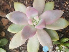 菜地里露养的多肉,状态越来越好