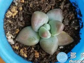 我家多肉是不是控水不对?颜色倒是出来了,但瘦了