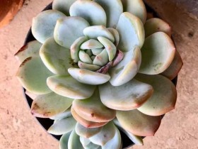 晒晒自家的橙梦露!刚换颗粒土,出状态得什么时候啊