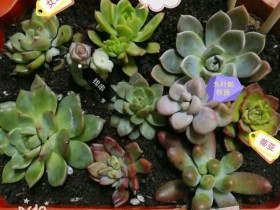 记录我的多肉入坑之路,以及它们带给我的欣喜