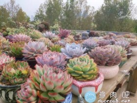 坐标江苏连云港,秋“色”来临,多肉渐渐上色状态不错