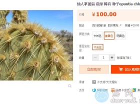 淡绿仙人掌团扇 Opuntia hlorotica,稀有价格不菲