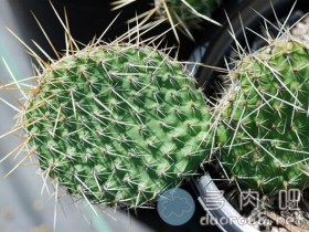 白花瓣红花蕊「水晶潮豪刺仙人掌」