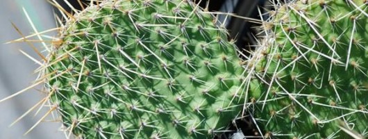 白花瓣红花蕊「水晶潮豪刺仙人掌」