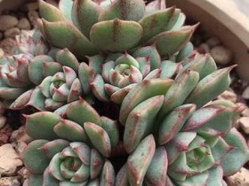 养多肉就是为了等待秋天到来,你觉得呢?