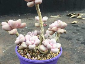 艾伦比桃蛋更好看?未必吧!