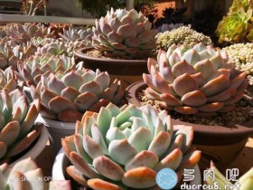 记录贴,你的橙梦露还好吗?