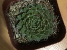 一入肉坑,深似海,从此钱包是路人