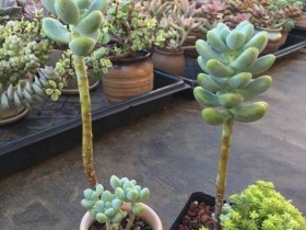 天使之泪这个样,用不用砍头?