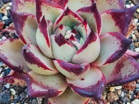 你的罗密欧或血罗还好吗?是否离你而去找他的朱丽叶了?