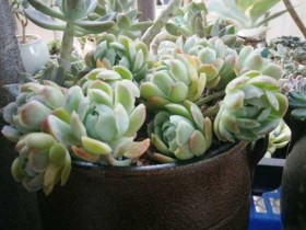 美美的上盆照,还有这桃美人长势喜人