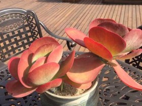 看看我家室外露养的多肉,感觉很不错呀