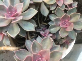 江西南昌我的肉肉还在露养,零下才回屋吧,你们呢?