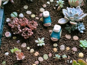 3小时的多肉拼盘,养肉伤身啊