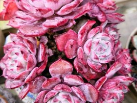 【多图】满园多肉红似花,这才是养多肉的欣喜啊!