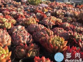 一大早爬上楼顶,咔咔咔就是一阵快门的声音