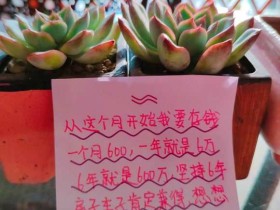 一入肉坑深似海,从此钱包是路人?说说为什么会入坑