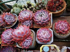 这橙梦露有毒,欢迎各位来细品