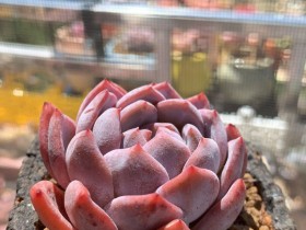 东北妹子养的橙子及一些小可爱神仙颜值,见过最好的品象了!