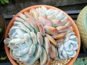 【多肉美图】出来玩,偶遇一大片喜人的多肉