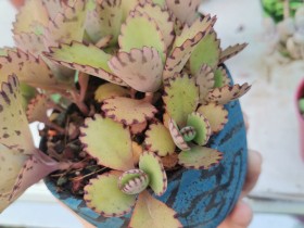 宽叶不死鸟,论如何从一片叶子长成一盆!