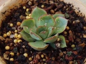 这是什么肉啊?叶子上是什么情况?