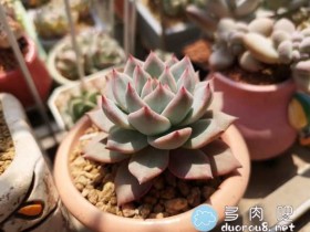 ☀全新养肉记录帖,记录几十种多肉的前后对比?