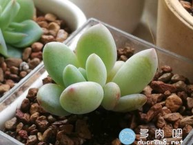 【叶插经验总结】常见多肉叶插表现(桃蛋、芙蓉雪莲、吉娃娃、姬胧月、昂斯诺、大和锦、汤姆漫画等)