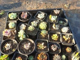 【超详细经验分享】为期一年的更新!新手养肉毕业证到手了