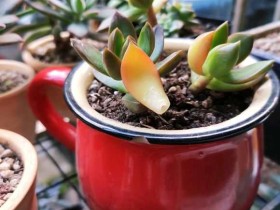 大老桩这是要黑腐了?最后的璀璨?