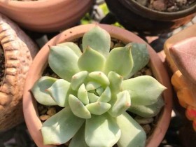 看图识多肉品种