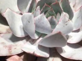 想知道,这个广寒宫50豆贵不贵?没桩