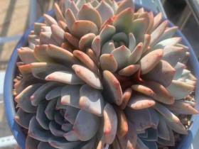 秋天是多肉开挂的时节,一起来晒图