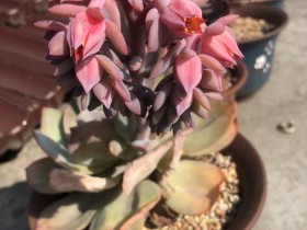 楼顶上自生自灭的多肉,竟比想象中长相喜人!