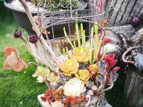 这个买880元的鸟笼多肉拼盘,求大家科普都是些什么品种?