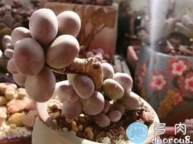 多久不见,甚为想念,我的桃蛋真的圆了!